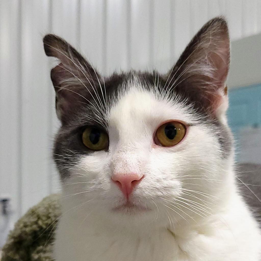 Julius, a Adoptable mixed breed in Sheridan, WY image 2/2