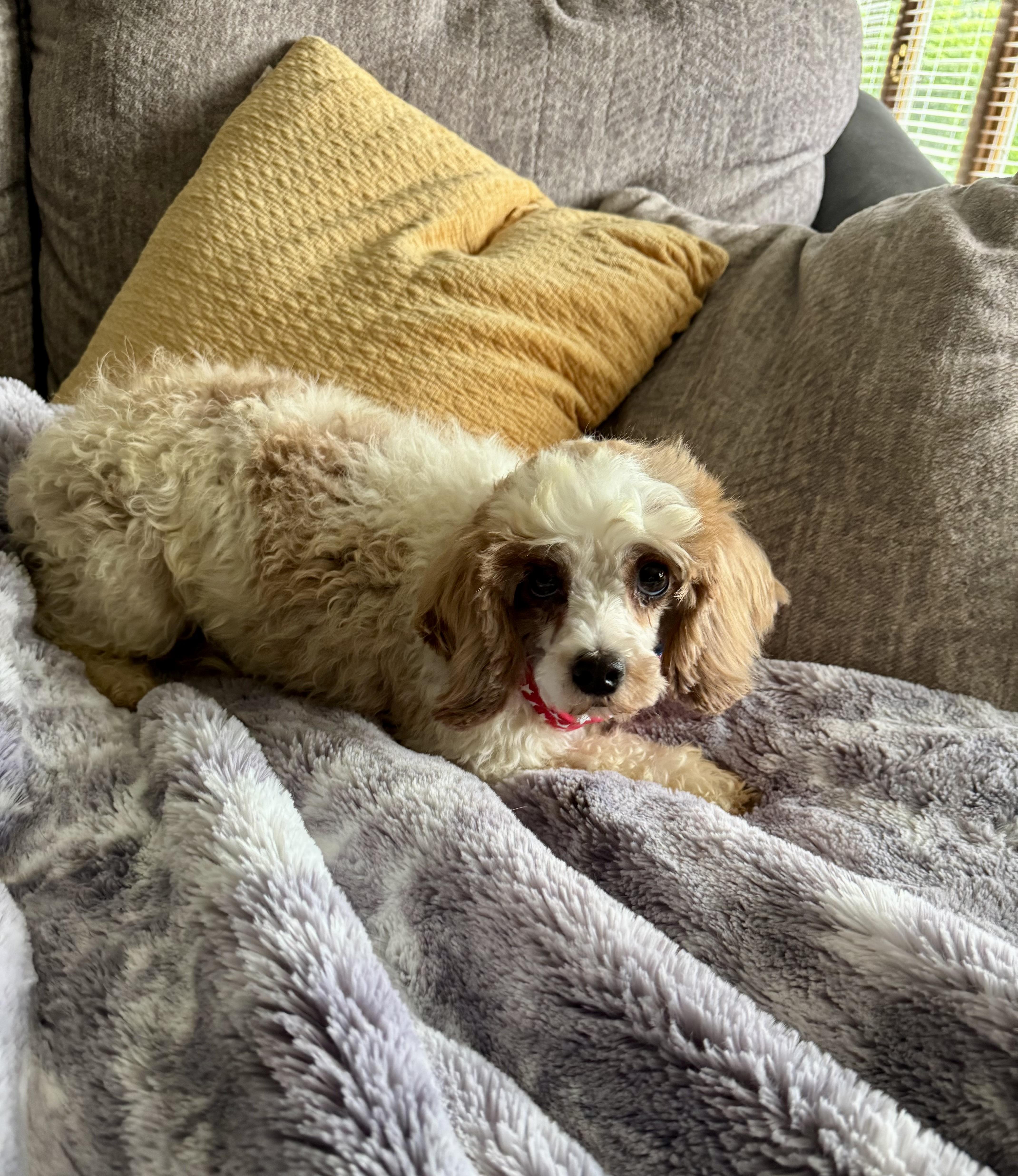 Enlarge Carter, a ADOPTABLE Cavapoo in North Freedom, WI image 3/3