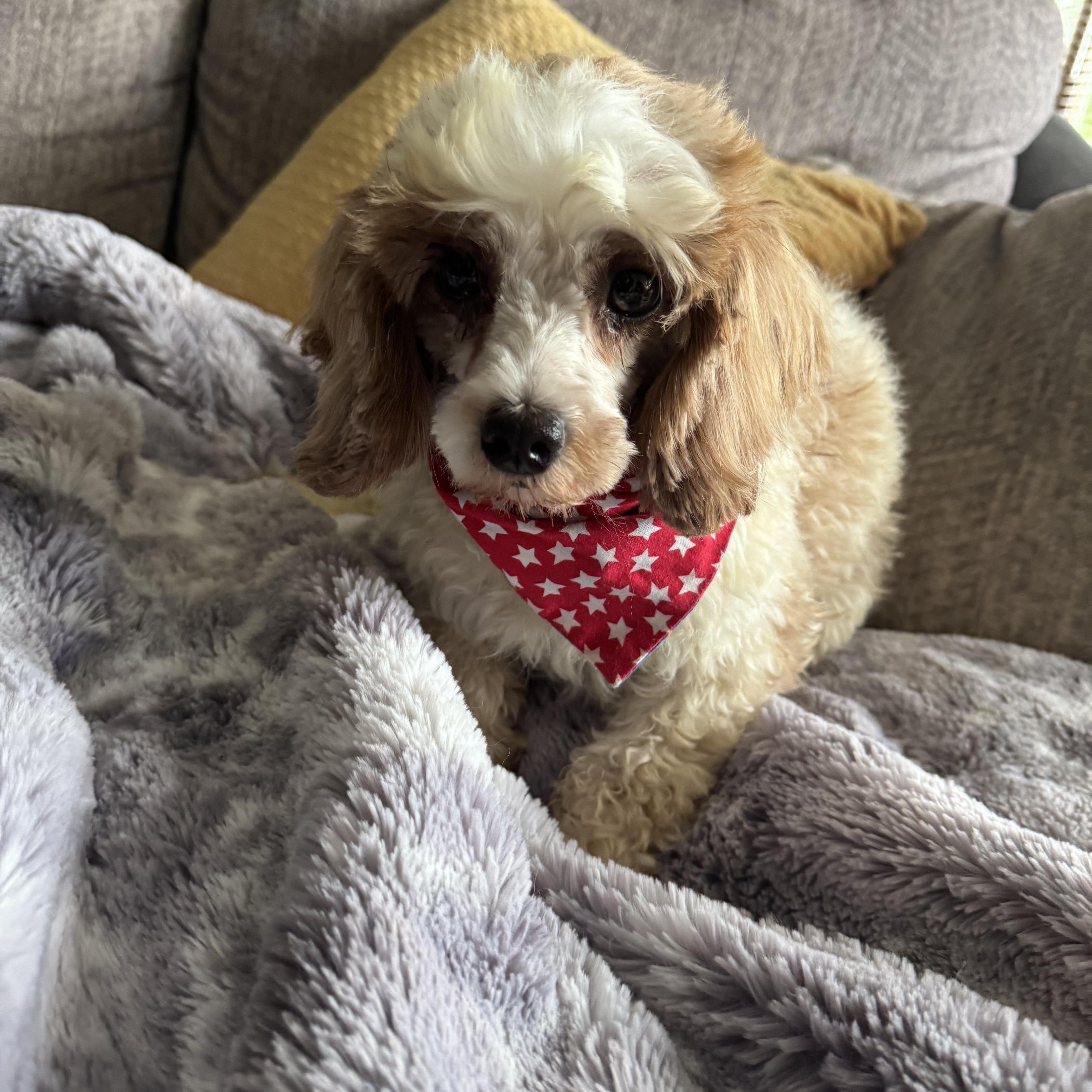 Carter, ADOPTABLE, Young Male Cavapoo.