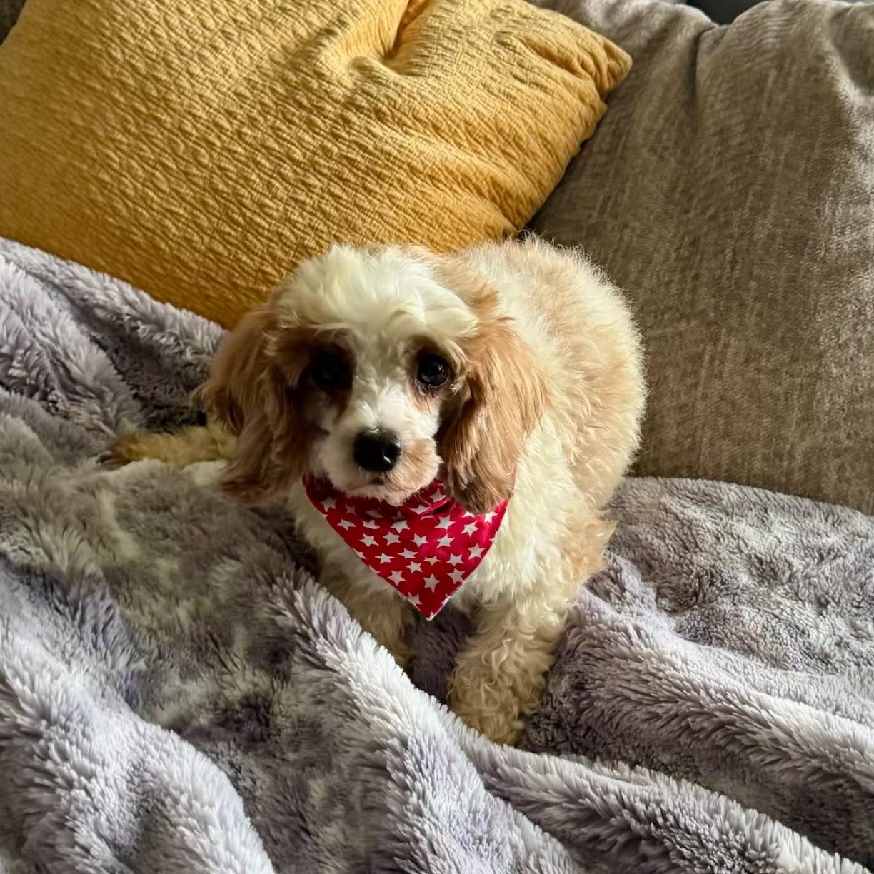 Enlarge Carter, a ADOPTABLE Cavapoo in North Freedom, WI image 2/3