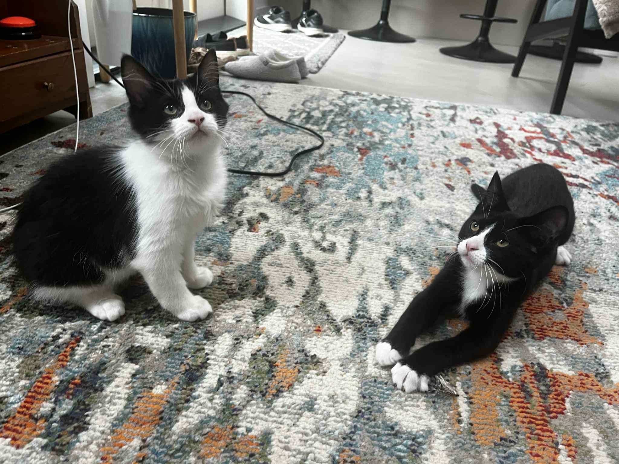 Scratch & Chopin