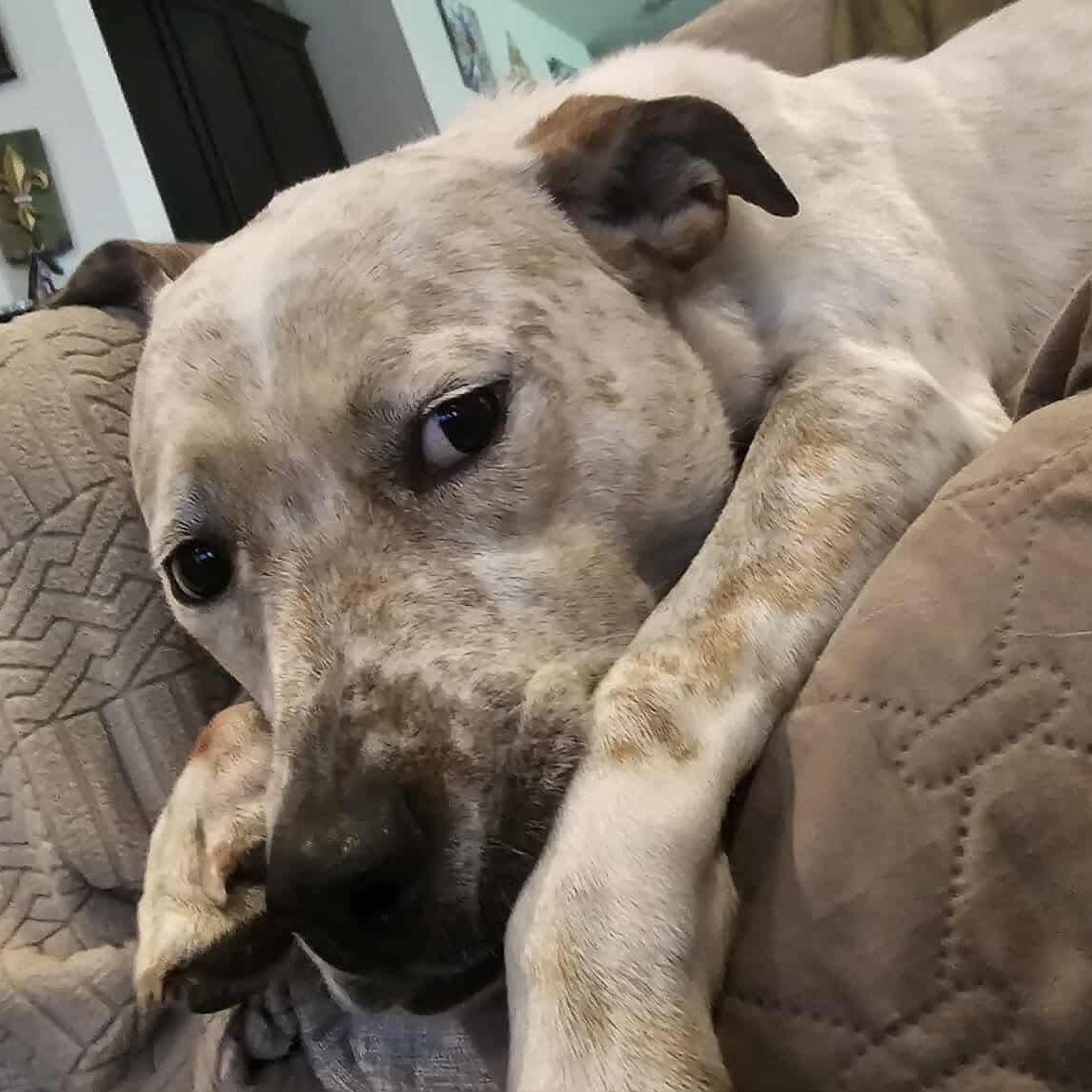 Piper , an adopted mixed breed in Baytown, TX image 1/6