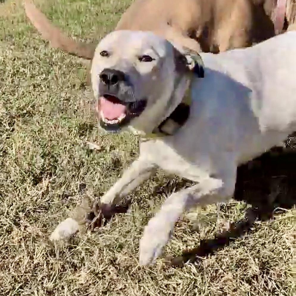 Piper , an adopted mixed breed in Baytown, TX image 5/6