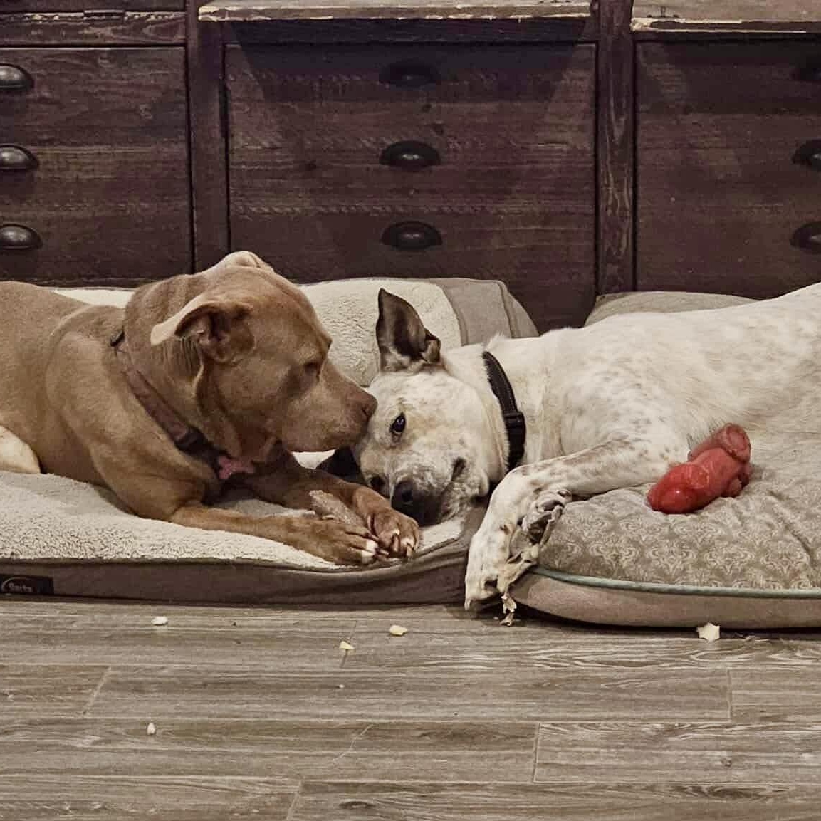 Piper , an adopted mixed breed in Baytown, TX image 4/6