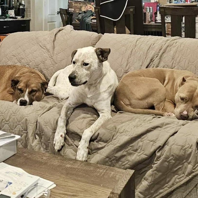 Piper , an adopted mixed breed in Baytown, TX image 2/6