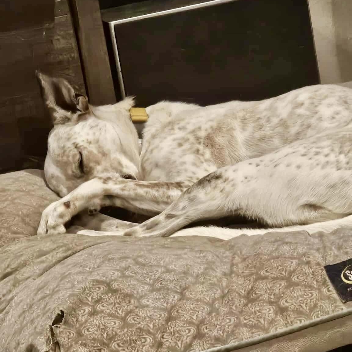 Piper , an adopted mixed breed in Baytown, TX image 3/6