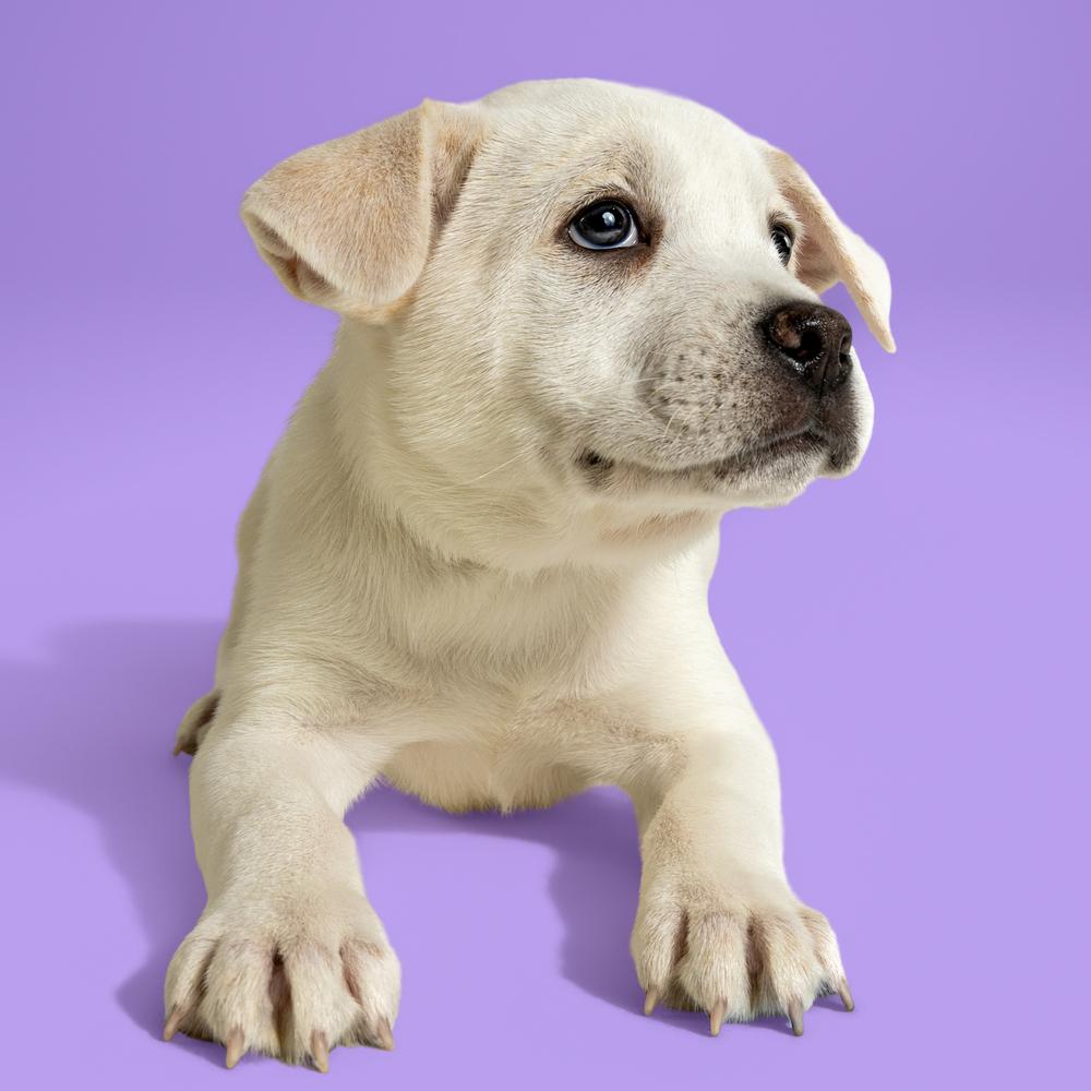 AAD New Arrival! Beetee - 26081, Adoptable, Puppy Male Cattle Dog.