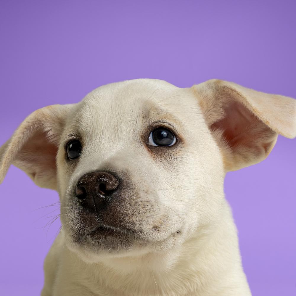 Enlarge AAD New Arrival!  Beetee - 26081, a Adoptable mixed breed in Armonk, NY image 2/3