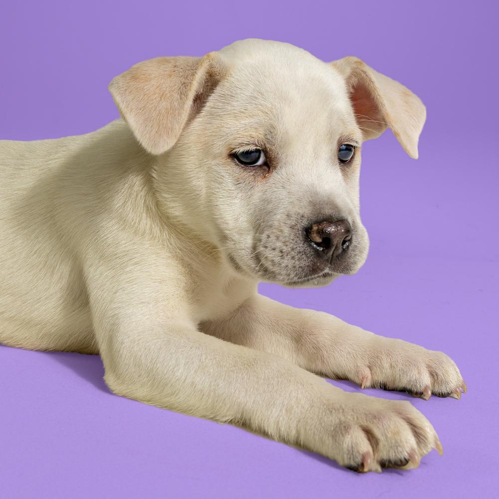 Enlarge AAD New Arrival!  Beetee - 26081, a Adoptable mixed breed in Armonk, NY image 3/3