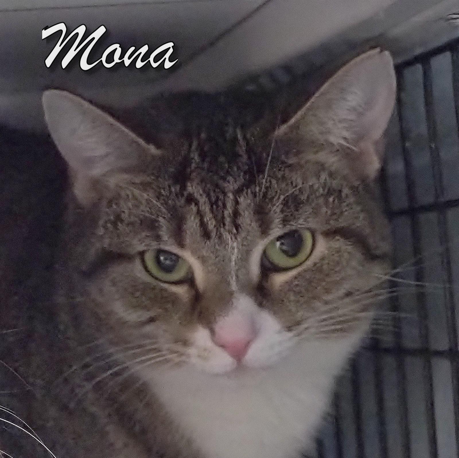 Enlarge Pip and Mona, an adopted mixed breed in Cape May Court House, NJ image 4/4