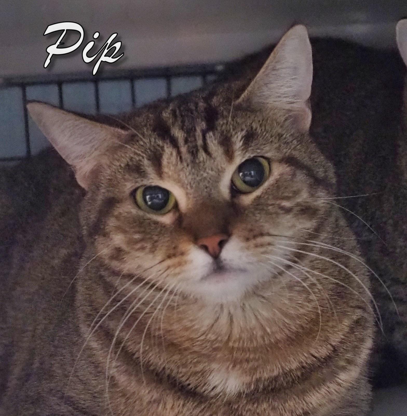 Enlarge Pip and Mona, an adopted mixed breed in Cape May Court House, NJ image 3/4