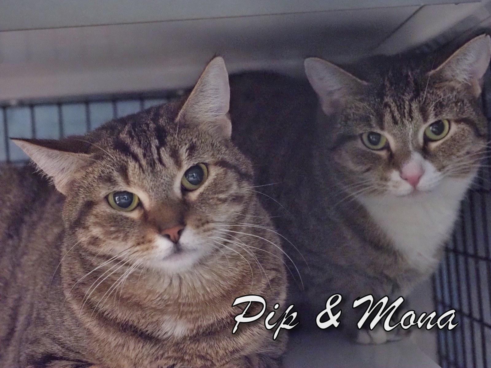Pip and Mona, adopted, Adult Female Tiger.