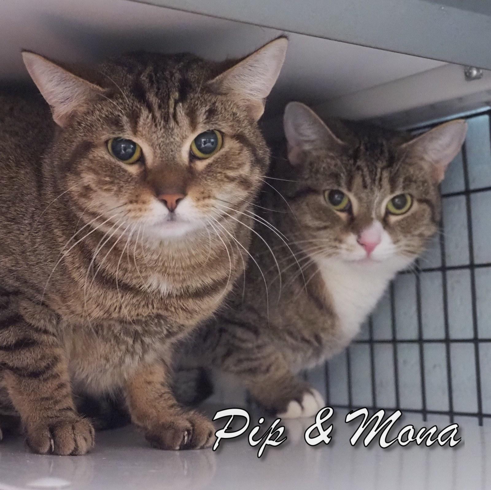 Enlarge Pip and Mona, an adopted mixed breed in Cape May Court House, NJ image 2/4