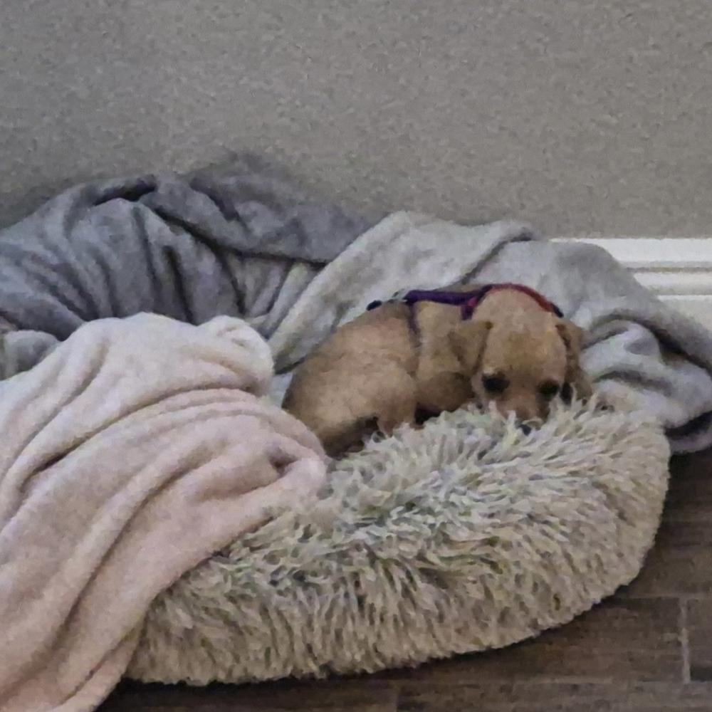 Enlarge Liz Lemon, a Adoptable mixed breed in Orlando, FL image 2/6