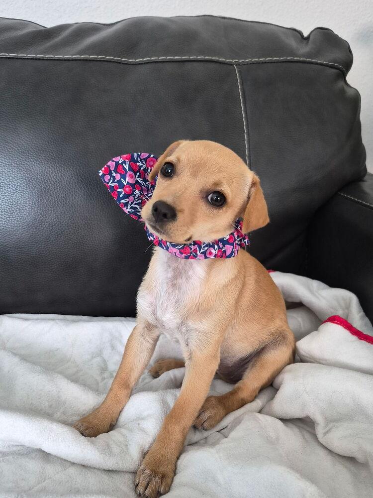 Enlarge Liz Lemon, a Adoptable mixed breed in Orlando, FL image 3/6