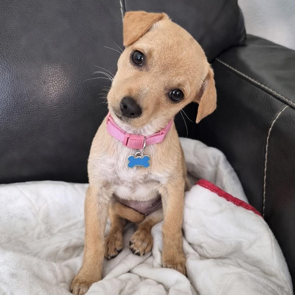 Enlarge Liz Lemon, a Adoptable mixed breed in Orlando, FL image 4/6