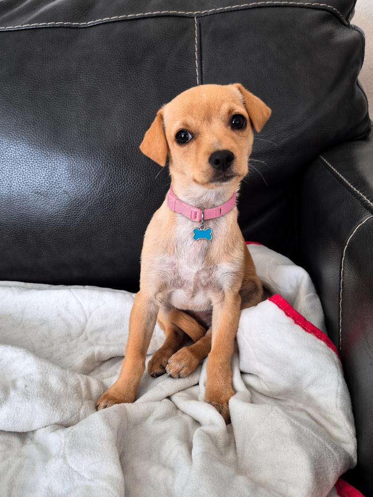 Enlarge Liz Lemon, a Adoptable mixed breed in Orlando, FL image 5/6