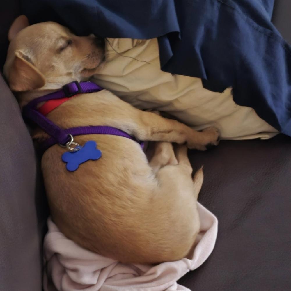 Enlarge Liz Lemon, a Adoptable mixed breed in Orlando, FL image 6/6