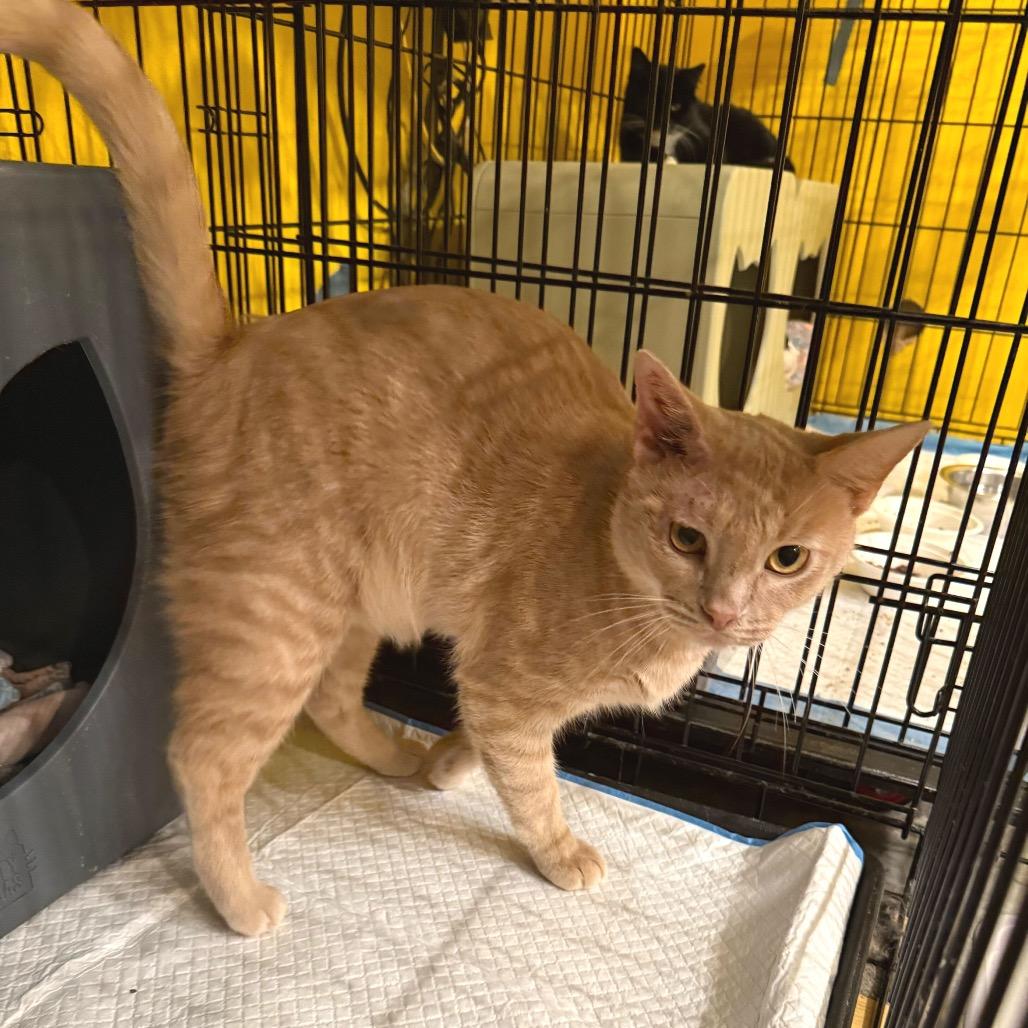 Jeff Goldblum, Adoptable, Adult Male Domestic Short Hair.