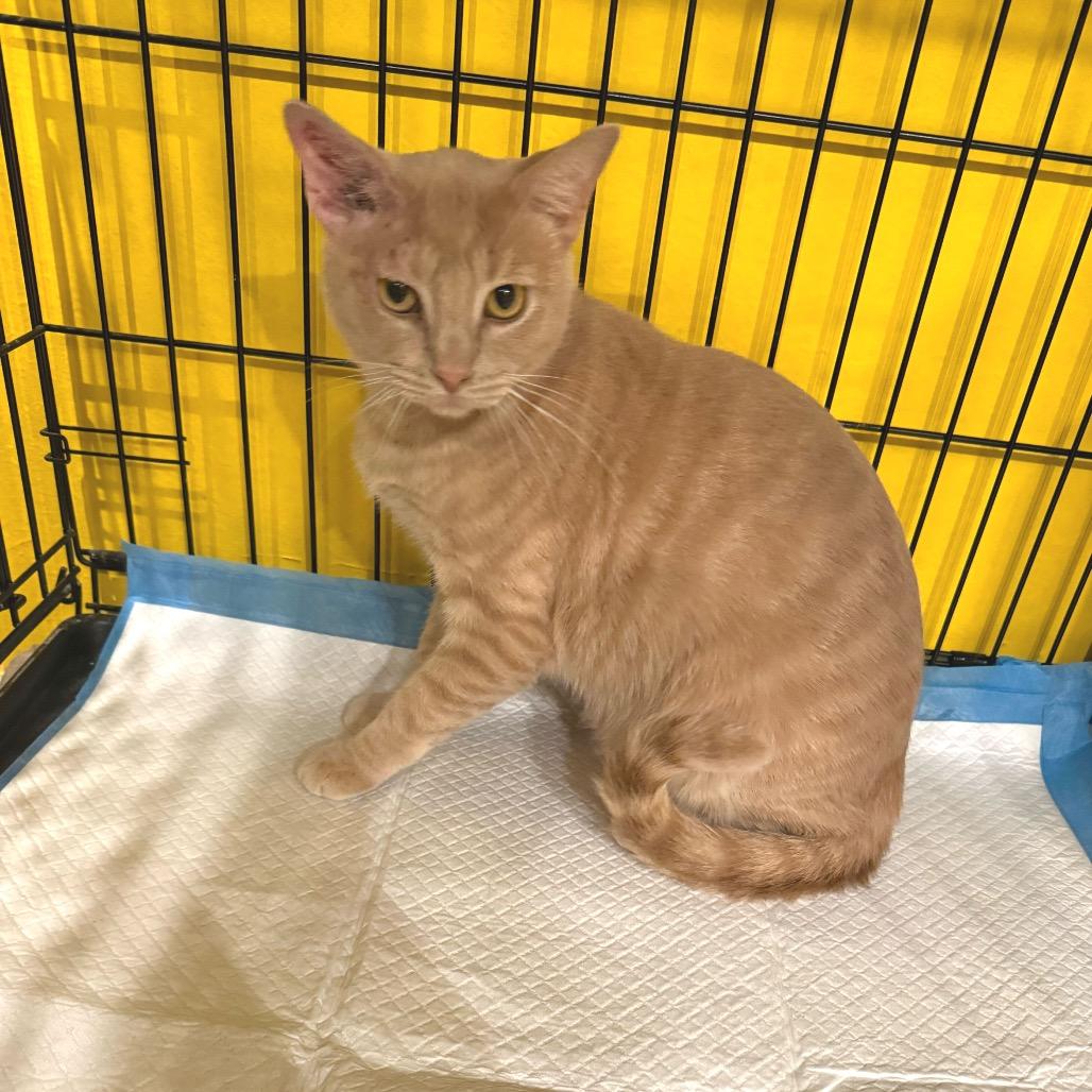 Jeff Goldblum, a Adoptable Domestic Short Hair in Howard beach, NY image 2/2