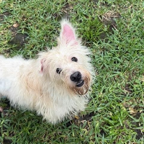 Enlarge Gary, a Adoptable West Highland White Terrier / Westie in Spring, TX image 3/3