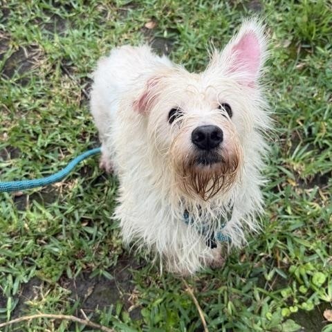 Enlarge Gary, a Adoptable West Highland White Terrier / Westie in Spring, TX image 2/3
