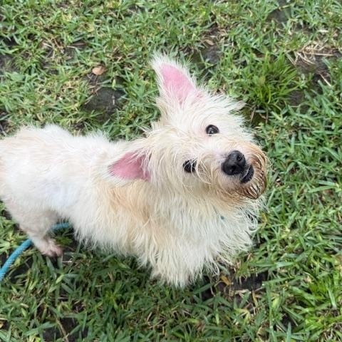 Enlarge Gary, a Adoptable West Highland White Terrier / Westie in Spring, TX image 1/3