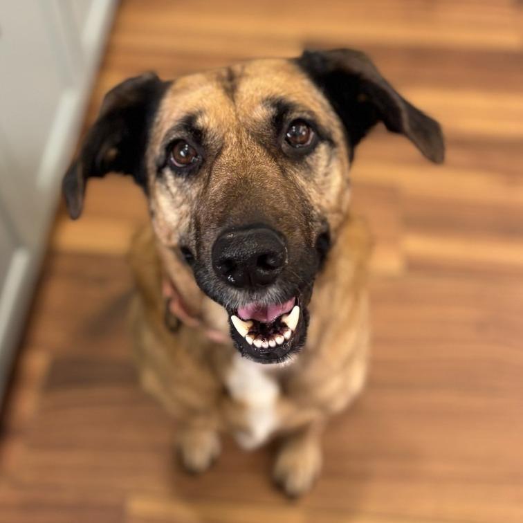 Enlarge Tanya, a Adoptable Shepherd in Bentonville, AR image 1/6
