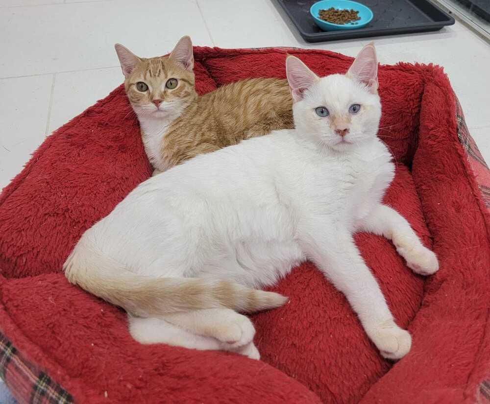 Rocket, Adoptable, Adult Male Siamese & Domestic Short Hair.