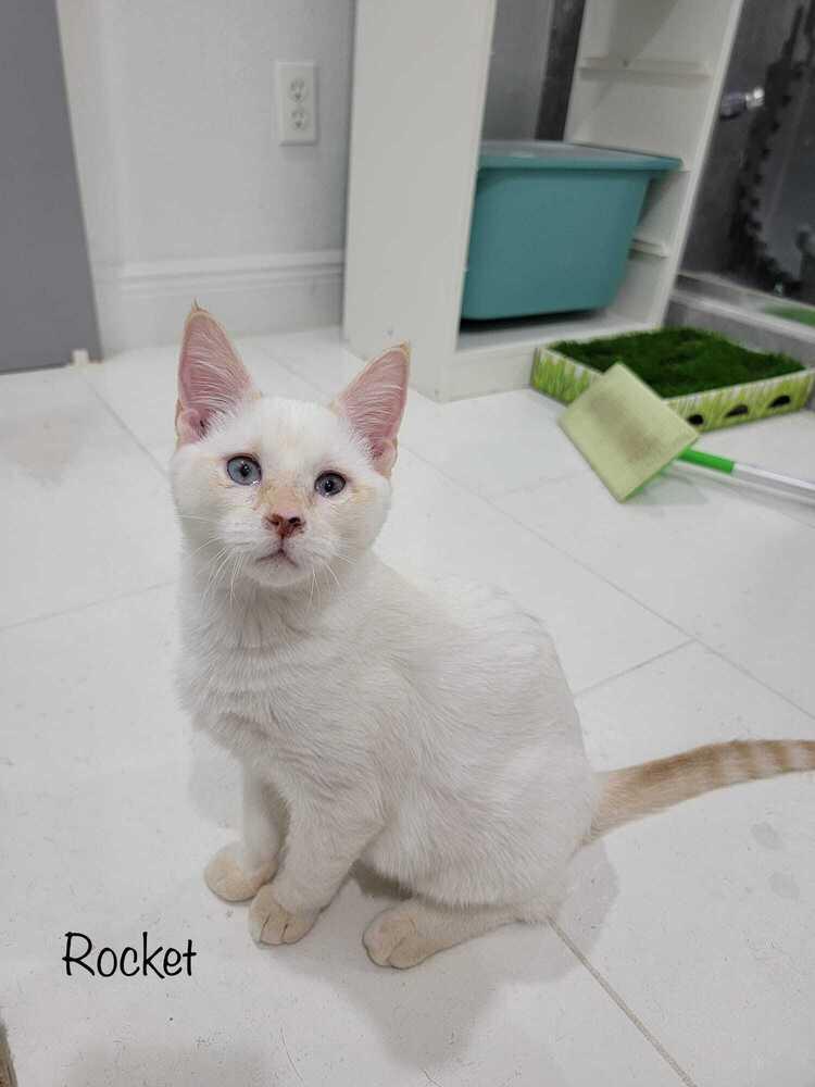 Rocket, a Adoptable mixed breed in Orlando, FL image 2/6