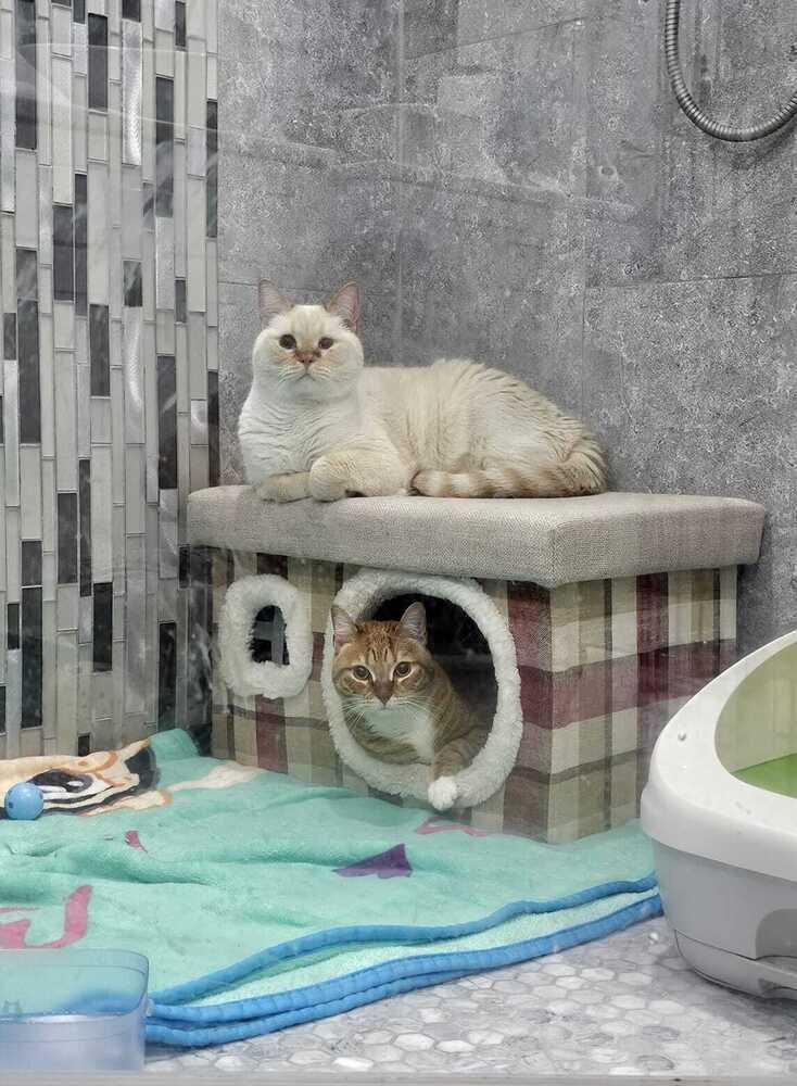 Rocket, a Adoptable mixed breed in Orlando, FL image 3/6