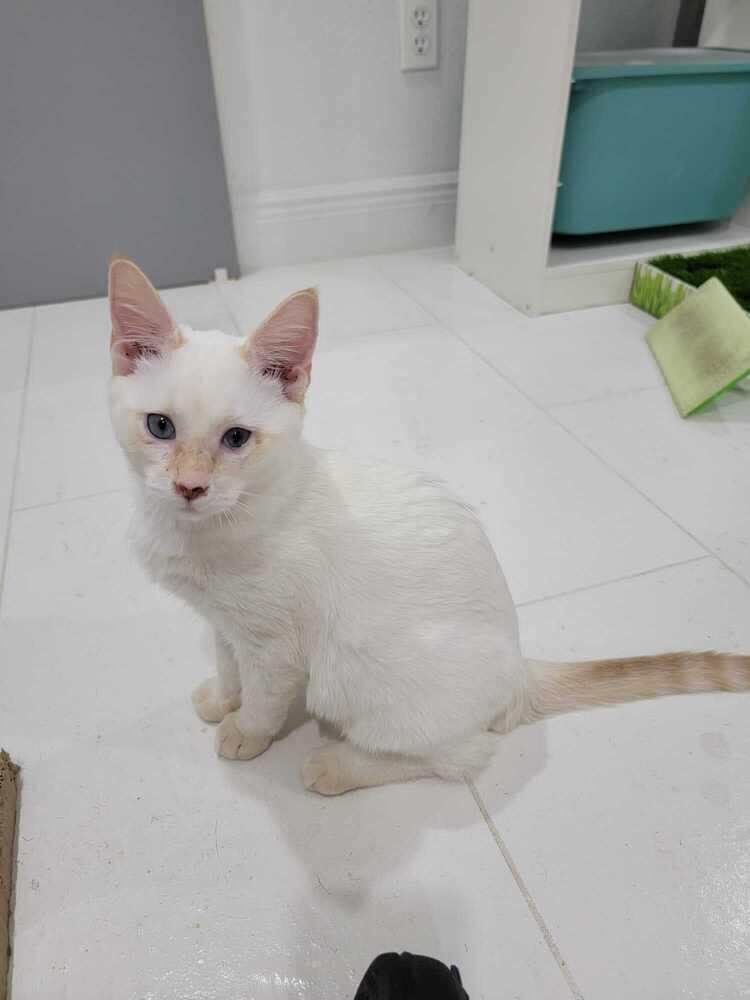 Rocket, a Adoptable mixed breed in Orlando, FL image 5/6