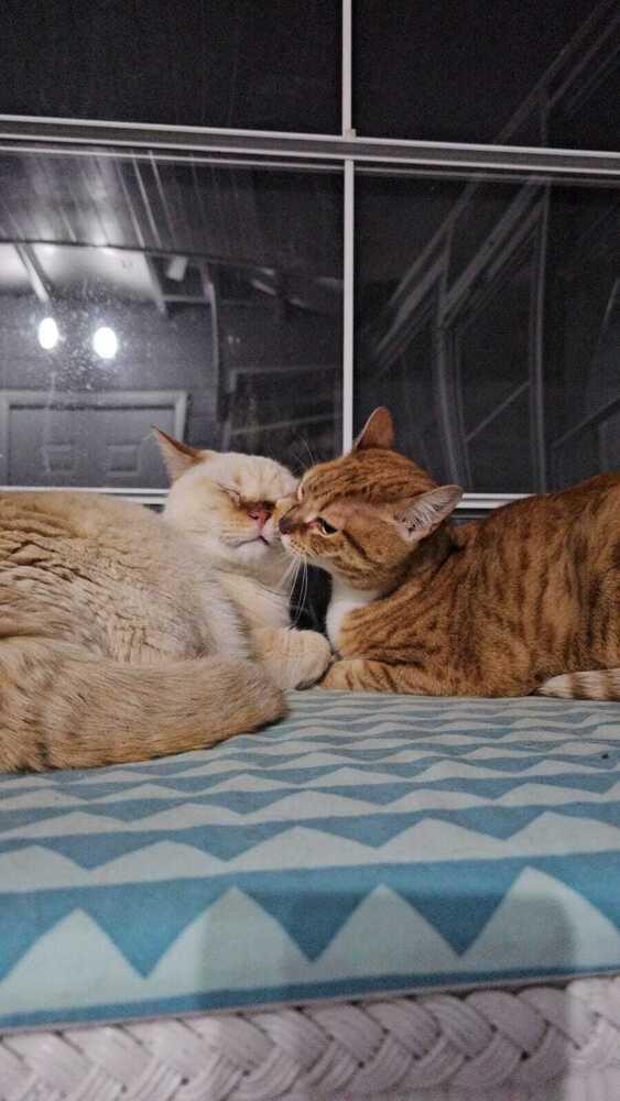 Rocket, a Adoptable mixed breed in Orlando, FL image 6/6