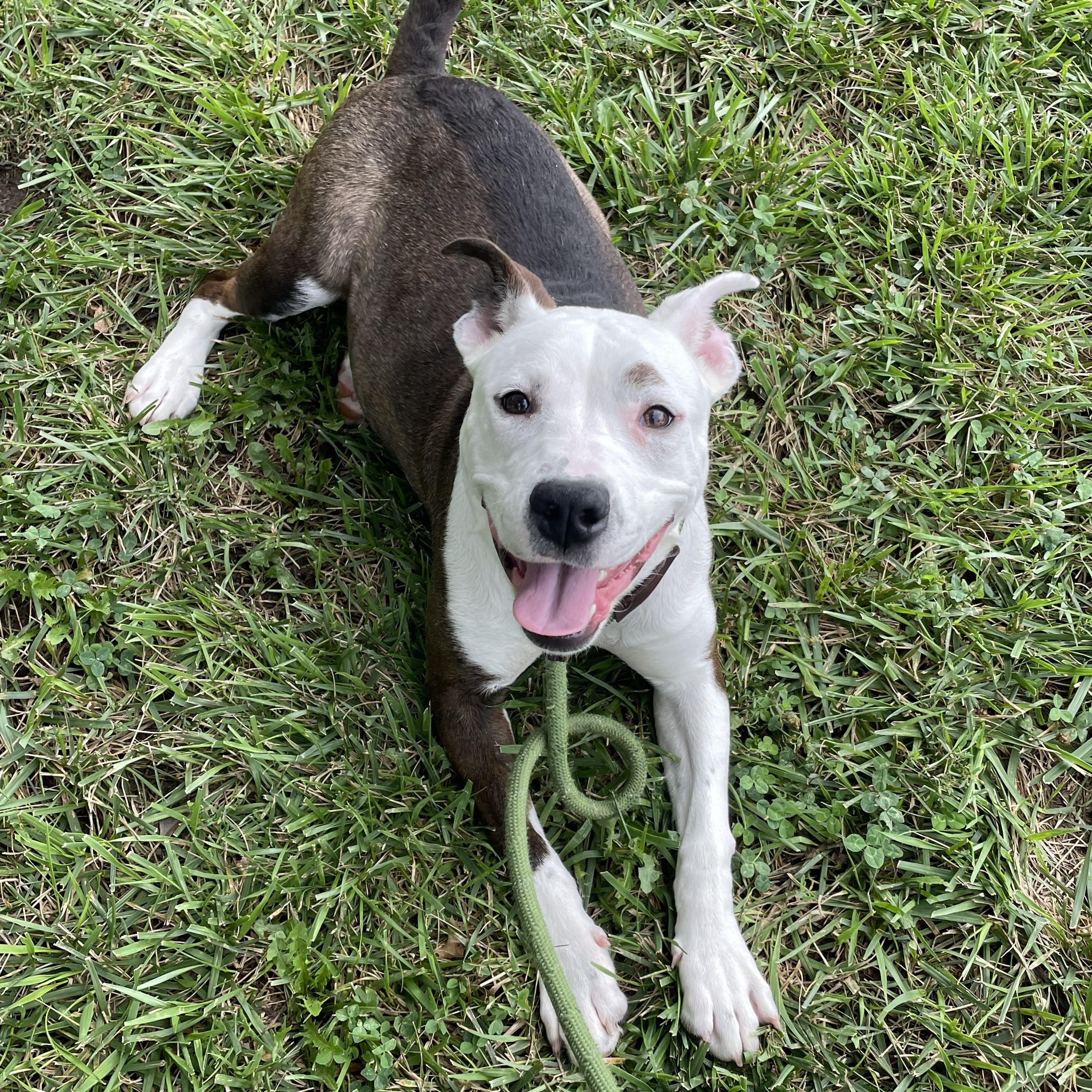 Willow, Adoptable, Young Female Pit Bull Terrier.