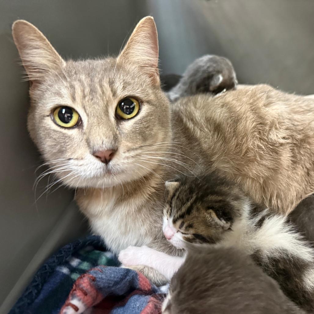 Enlarge Berlin, a Adoptable Domestic Short Hair in Birmingham, AL image 1/1