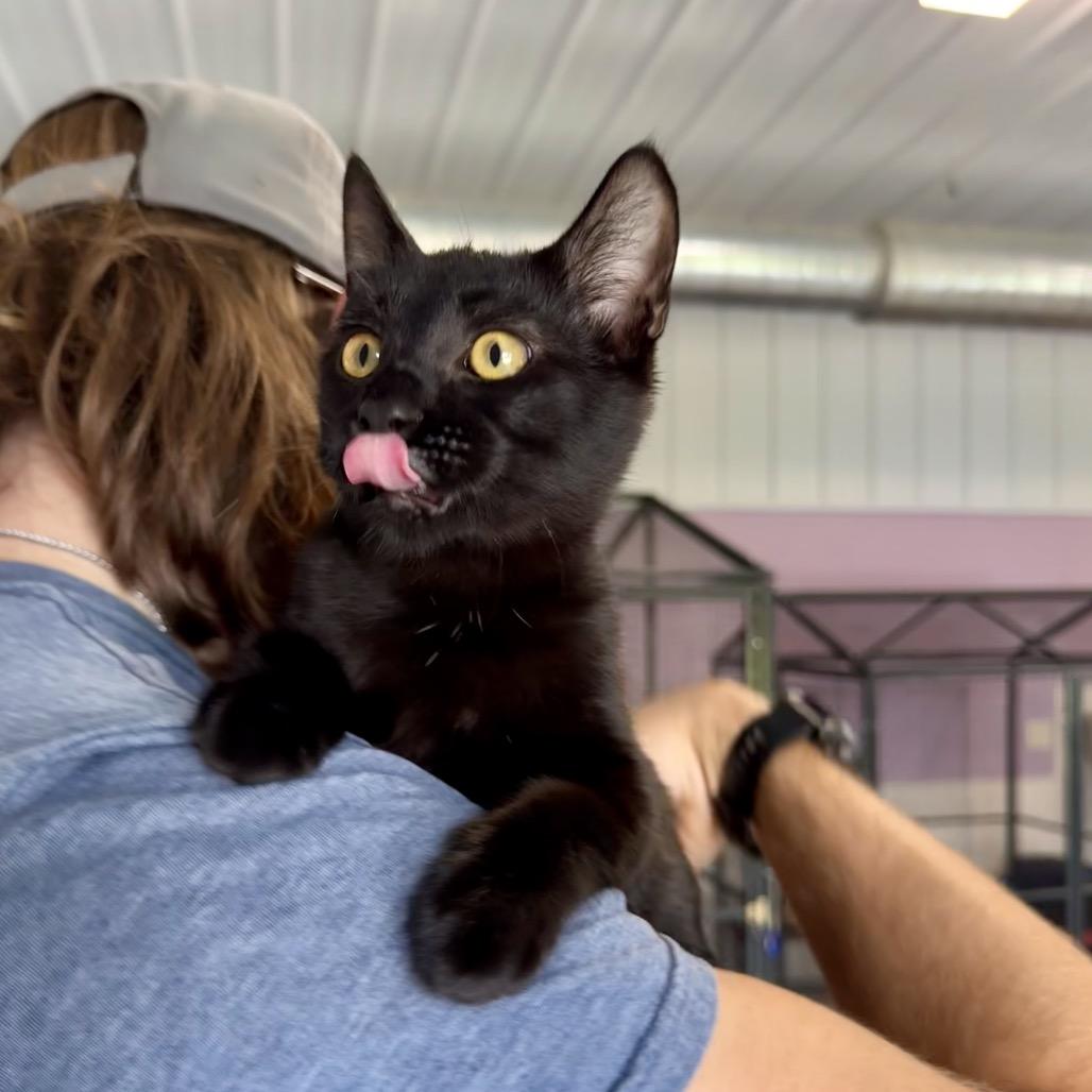 Enlarge Saturn, a Adoptable Domestic Short Hair in Mondovi, WI image 1/3