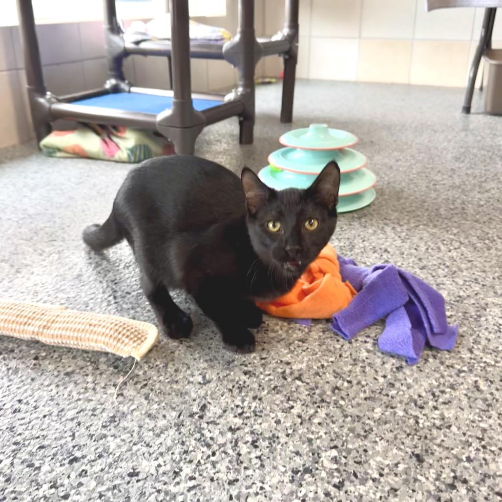 Enlarge Saturn, a Adoptable Domestic Short Hair in Mondovi, WI image 2/3
