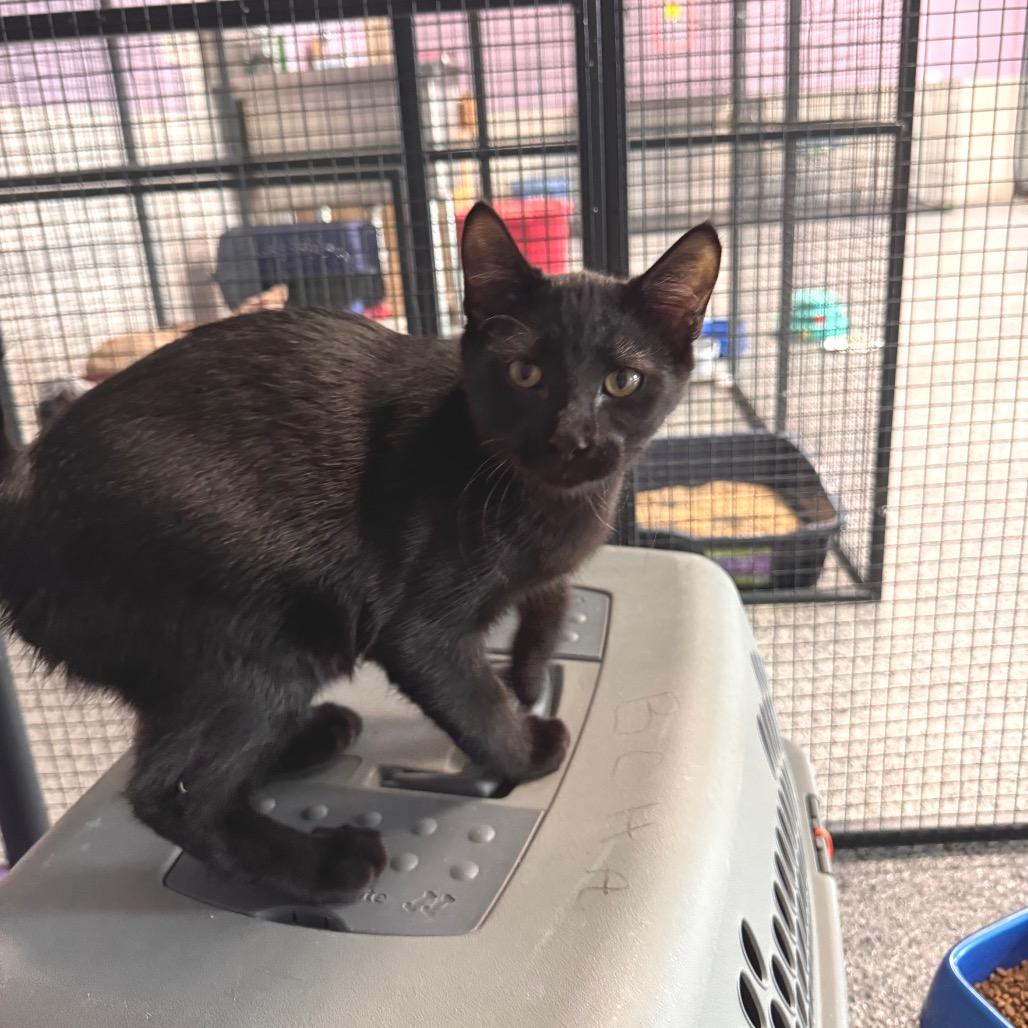 Enlarge Saturn, a Adoptable Domestic Short Hair in Mondovi, WI image 3/3