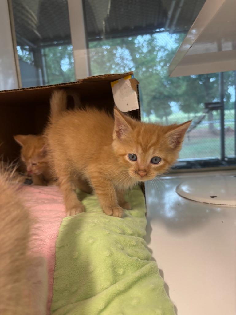 Cilantro, Adoptable, Kitten Female Domestic Short Hair.
