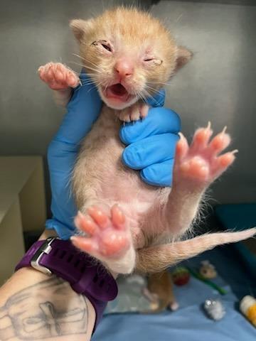 Enlarge Cilantro, a Adoptable Domestic Short Hair in Mustang, OK image 2/2