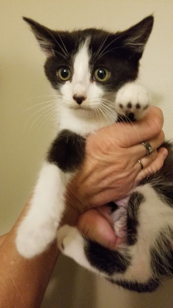 Cookie, Adoptable, Adult Female Domestic Short Hair.