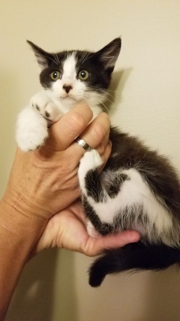 Cookie, a Adoptable Domestic Short Hair in Valley Center, CA image 2/12