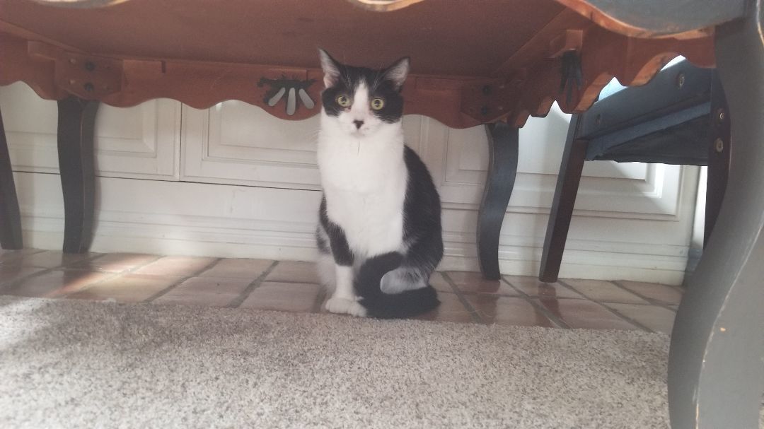 Cookie, a Adoptable Domestic Short Hair in Valley Center, CA image 3/12