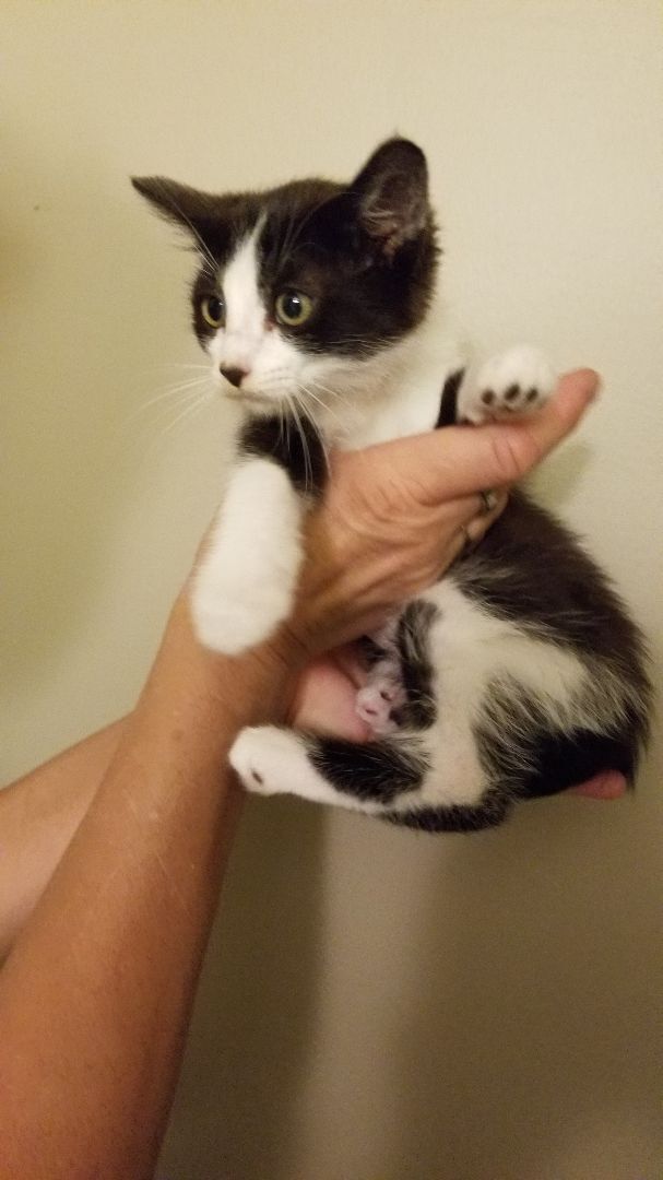 Cookie, a Adoptable Domestic Short Hair in Valley Center, CA image 4/12