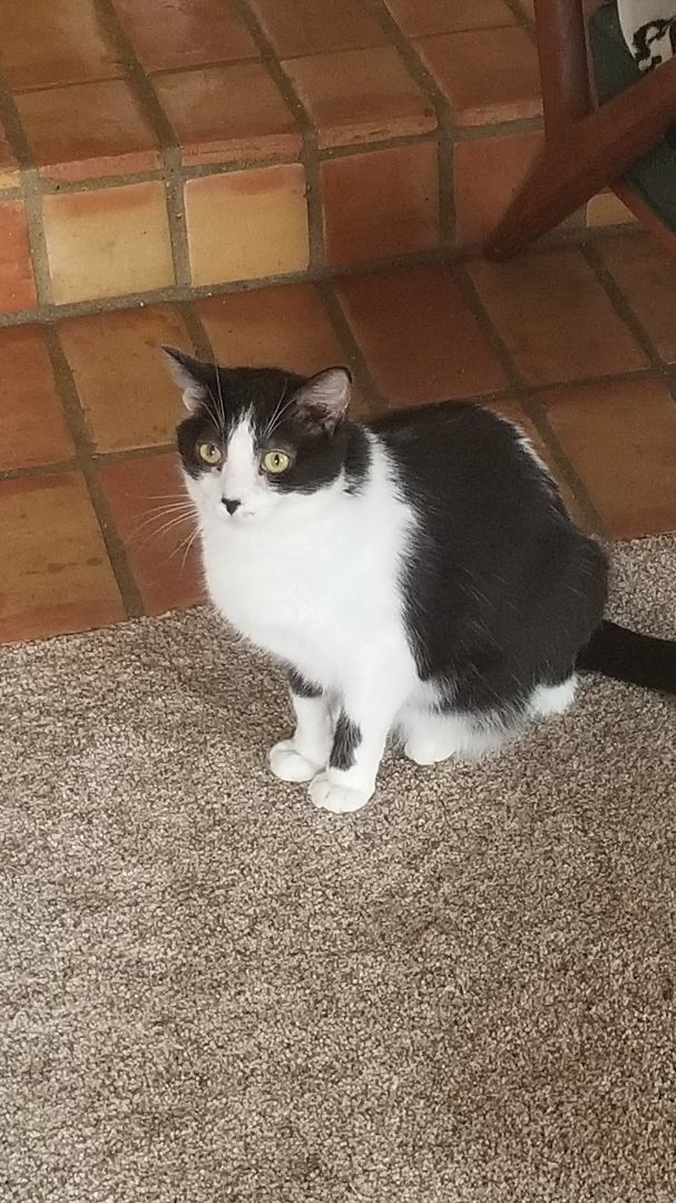 Cookie, Adult Female Domestic Short Hair