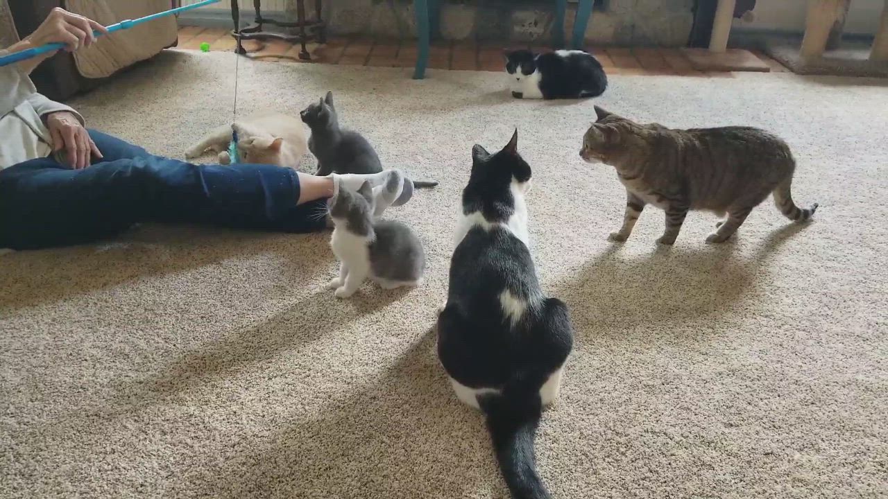 Cookie, an adoptable Domestic Short Hair in Valley Center, CA_image-1