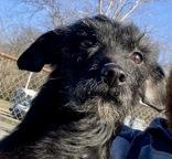 Publo, adopted, Adult Male Terrier.