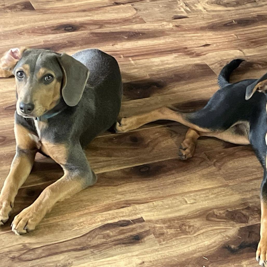 Stormy, Adoptable, Young Female Dachshund.