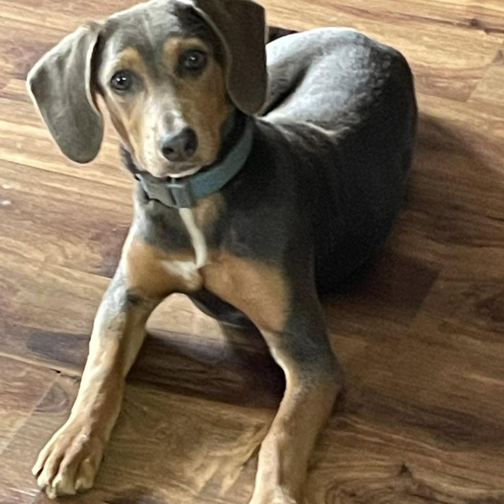 Enlarge Stormy, a Adoptable mixed breed in Enterprise, AL image 2/3