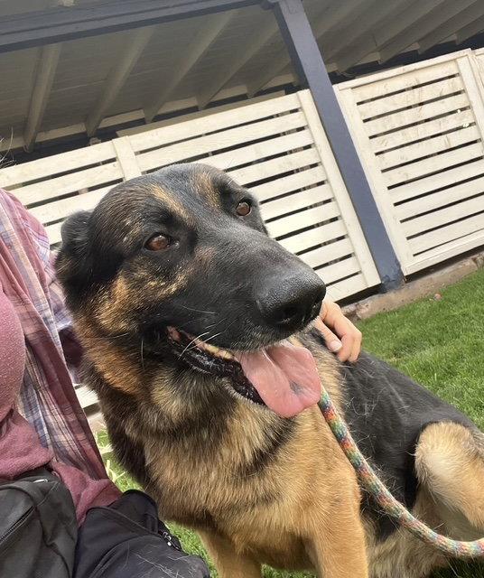 Enlarge Brutus (Courtesy post), a Adoptable German Shepherd Dog in Phoenix, AZ image 1/3